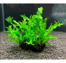 Java fern(Windelov) - Pot