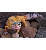Leopard gecko