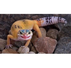 Leopard gecko