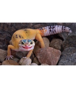 Leopard gecko