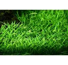 Lilaeopsis novaezelandiae