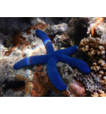 Linckia laevigata (Blue Sea Star)