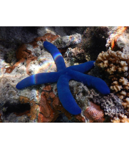 Linckia laevigata (Blue Sea Star)