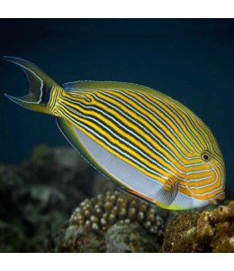 Lineatus Tang (T)