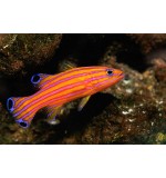 Liopropoma carmabi (Swissguard Basslet)