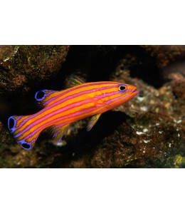 Liopropoma carmabi (Swissguard Basslet)