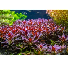 Ludwigia peruensis - Pot