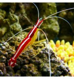 Lysmata amboinensis (Cleaner Shrimp)