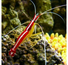 Lysmata amboinensis (Cleaner Shrimp)