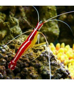 Lysmata amboinensis (Cleaner Shrimp)