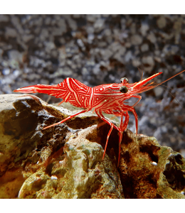 Lysmata wurdemanni (Peppermint Shrimp)