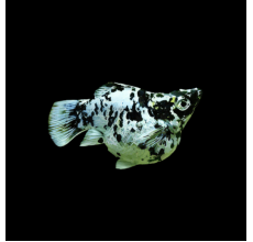 Marble Balloon Molly - Poecilia sphenops
