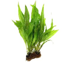 Microsorium phoenix on driftwood 5-6 "