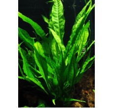 Anubias nana on driftwood 5-6 "