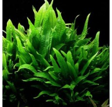 Microsorium pteropus(large leaf) - Pot