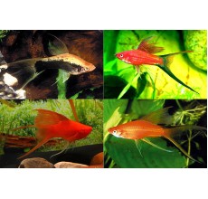 Mixed Lyretail Swordtail - Xiphophorus helleri