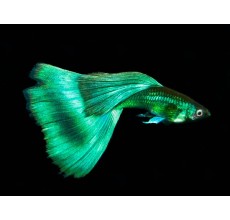 Moscow Green Guppy (Male) - Poecilia reticulata