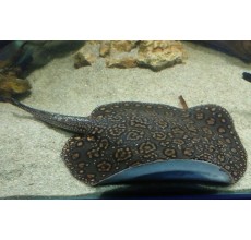 MOTORO STINGREY: 6 INCH