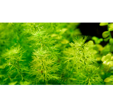 Myriophyllum elatinoides-Pot