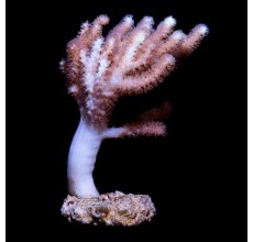 Nephthea (Per Piece)