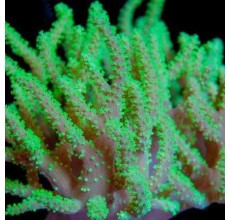 Nephthea sp. Green Finger (Small)