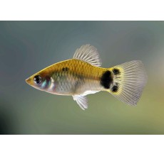Ninja Platy - Xiphophorus maculatus