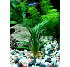 Ophiopogon japonica - Pot