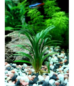 Ophiopogon japonica - Pot
