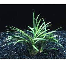 Ophiopogon pusillus on driftwood 5-6"