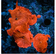 Orange Dicso (Per Head)