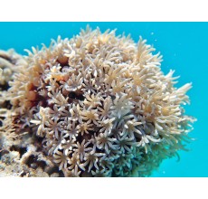 Organ Pipe coral Fluro Colours (Tiles)