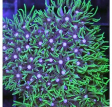 Pachyclavularia  Green Star Polyps (Per Piece)