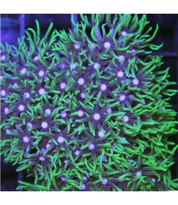Pachyclavularia  Green Star Polyps (Per Piece)