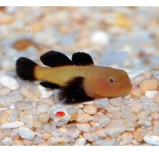 Panda Goby