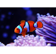 Percula Clown
