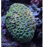 Pineapple brain coral Bright Reds and Greens (Small)