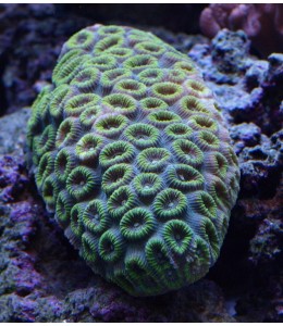 Pineapple brain coral Bright Reds and Greens (Small)