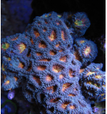 Pineapple brain coral Mixed Morph (FRAGS)