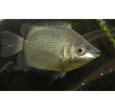 Pink Kissing Gourami - Helostoma temmincki