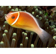 Pink Skunk Clownfish
