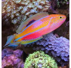 Pintail Wrasse (Male)