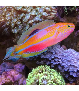 Pintail Wrasse (Male)