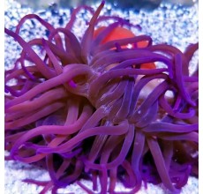 Purple Long Tentacle