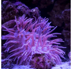 Purple Long Tentacle