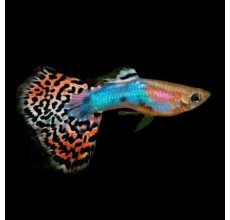 Rainbow Guppy (Male) - Poecilia reticulata