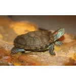 Red-Eared Slider Turtle