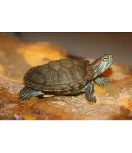 Red-Eared Slider Turtle