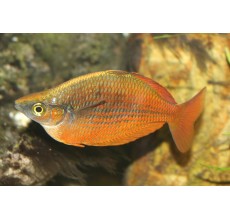 Red Rainbow - Glossolepis incisus