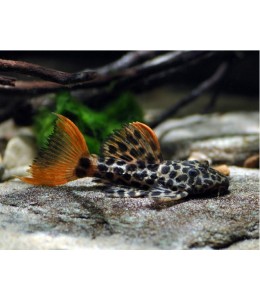 Red Tail Tiger Pleco