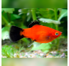 Red Wagtail Platy - Xiphophorus maculatus